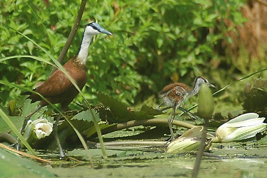 African Jacana.JPG